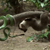 'Hai con dê qua cầu' giữa đời thực: Rắn xanh đụng độ cầy tai trắng khi qua đường, không con nào nhường con nào!