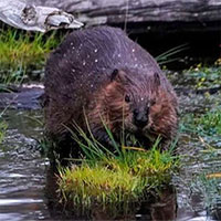 Thiếu vật liệu xây nhà, hải ly gặm đứt cáp quang ngầm, 2.000 người mất mạng Internet