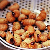 Không chỉ vẻ ngoài nhìn ghê, những con đuông dừa còn khiến người ăn ngộ độc nặng