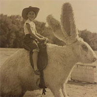 Nhà khoa học Nhật Bản mất 14 trang A4 để giải phương trình: Tại sao không có con thỏ nào to bằng một con ngựa?