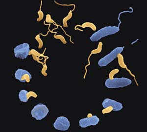 Trong không khí có hơn 1.800 loại vi khuẩn