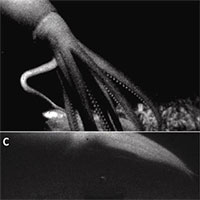 Nhà nghiên cứu ghi được hình mực khổng lồ dài 13m