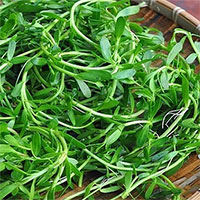 Hợp chất trong rau sam trắng trị bệnh suy giảm trí nhớ