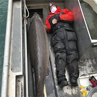 Bắt được cá tầm trăm tuổi, nặng hơn 100kg