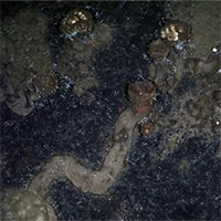 Giải mã những đường mòn màu nâu kỳ quái ở Bắc Cực