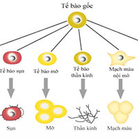 Tạo siêu tế bào gốc khắc phục hiện tượng thải ghép