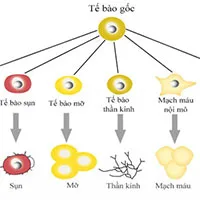 Tạo siêu tế bào gốc khắc phục hiện tượng thải ghép