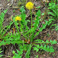 Tác dụng của cây bồ công anh mà không phải ai cũng biết