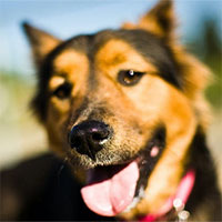 Chó có thể ngửi và nghe được bao xa?