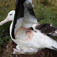 Lần đầu ghi nhận chuột ngoại cỡ ăn sống hải âu trưởng thành