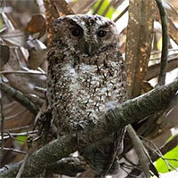 Loài chim cú mèo hiếm tái xuất hiện sau 125 năm