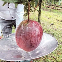 Quả xoài khủng 4,25kg lập kỷ lục thế giới xuất hiện ở... Nam Mỹ