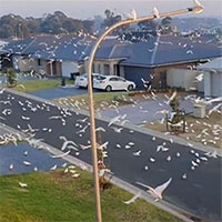 Thị trấn Australia khốn khổ vì bị vẹt trắng chiếm đóng