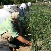 Lần đầu tiên phát triển thành công loại cỏ biến đổi gene hút chất độc hại