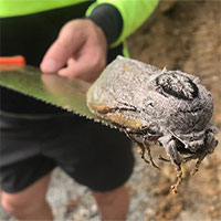 Bướm đêm khổng lồ nặng hơn chuột xuất hiện khiến nhiều người hoảng hốt