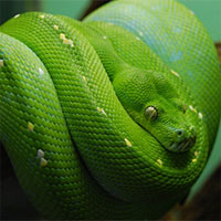 Loài rắn có tai không?