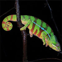 Tắc kè hoa có thể đổi màu khi ngủ?