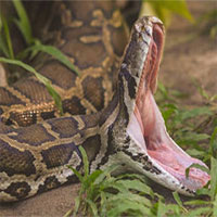 Những loài động vật có miệng rộng trên thế giới