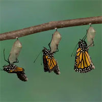 Chuyện gì xảy ra bên trong nhộng côn trùng, làm sao chúng có được đôi cánh để bay?