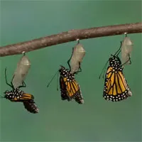 Chuyện gì xảy ra bên trong nhộng côn trùng, làm sao chúng có được đôi cánh để bay?