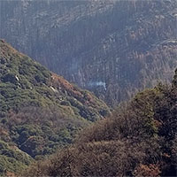 Khói bốc lên trên cây cổ thụ nghìn năm tuổi gần 1 năm sau cháy rừng