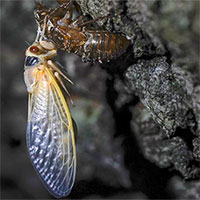 Hàng nghìn tỷ con ve sầu sắp trồi lên sau 17 năm 