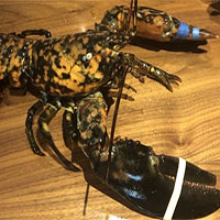 Tôm hùm siêu hiếm 