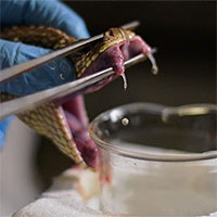 Kinh hoàng nghề mát xa rắn để vắt nọc độc chế huyết thanh