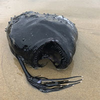 Loài cá kỳ quái dưới biển sâu gần 1.000m dạt vào bờ