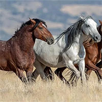 Sự thật về những con ngựa hoang dã của Mỹ