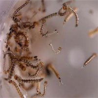 Mỹ thả muỗi biến đổi gene để làm gì?