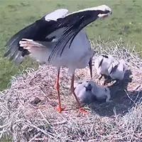 "Dựng tóc gáy" với hành vi giết chết, ăn thịt hay ném con ra khỏi tổ của hạc trắng