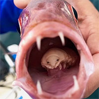 Bọ ăn lưỡi ẩn náu trong miệng cá thợ mộc