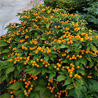 Có 3 loại gia vị đắt và hiếm nhất thế giới, Việt Nam đã trồng thành công cả 3