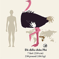 55 loài chim được xếp hạng từ lớn đến nhỏ trên thế giới