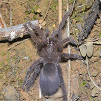 Nhện ăn thịt chim lần đầu xuất hiện trong khu bảo tồn
