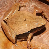 Phát hiện 2 loài nhái bí ẩn ở Việt Nam