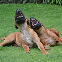 Con người có phải là loài duy nhất biết cười?