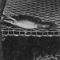 Vì sử dụng ếch để thử thai, con người có thể đã gián tiếp hủy diệt gần một trăm loài lưỡng cư