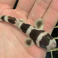 Gần 100 con cá mập chào đời nhờ thụ tinh nhân tạo