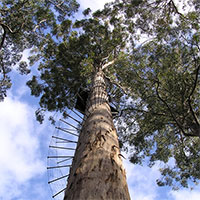 Dave Evans Bicentennial - Cái cây đáng sợ nhất Australia