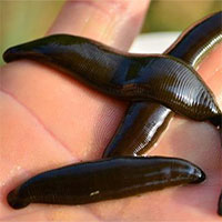 Vì sao con đỉa lại hút máu?