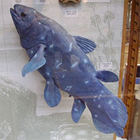 Cá cổ đại 420 triệu năm tưởng như tuyệt chủng bất ngờ được tìm thấy