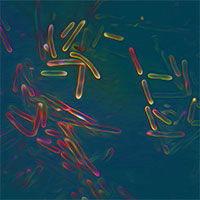 Tìm ra loài từng biến đổi Trái đất hơn 1 tỉ năm trước, sống khỏe trên cây ngải cứu