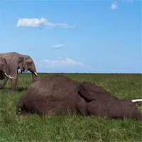 Có thể bạn chưa biết: Động vật cũng biết tổ chức "đám tang" cho cái chết của đồng loại