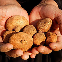 Bất chấp nguy hiểm, người Iraq liều mạng để săn nấm trên sa mạc