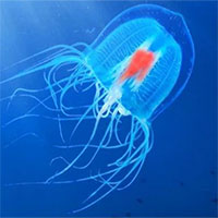 Phát hiện dạng sống bất tử trên Trái đất, hơn thế nữa chúng có thể 