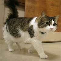 Kỳ lạ chú mèo có khả năng 