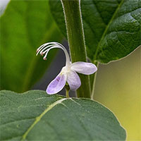 Cây cực kỳ nguy cấp lần đầu được quan sát thấy nở hoa