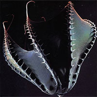 Bạn biết gì về Vampyroteuthis infernalis: Loài 